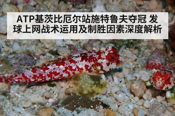ATP基茨比厄尔站施特鲁夫夺冠 发球上网战术运用及制胜因素深度解析